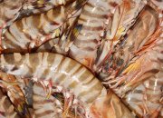 南美白对虾饲料的选择与科学投喂方法