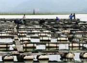 围堰养殖- 一种最普遍的海参养殖模式