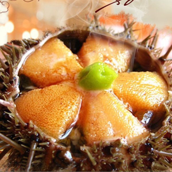 海胆网箱配合饲料